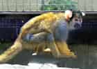 ボリビアリスザルの写真 1